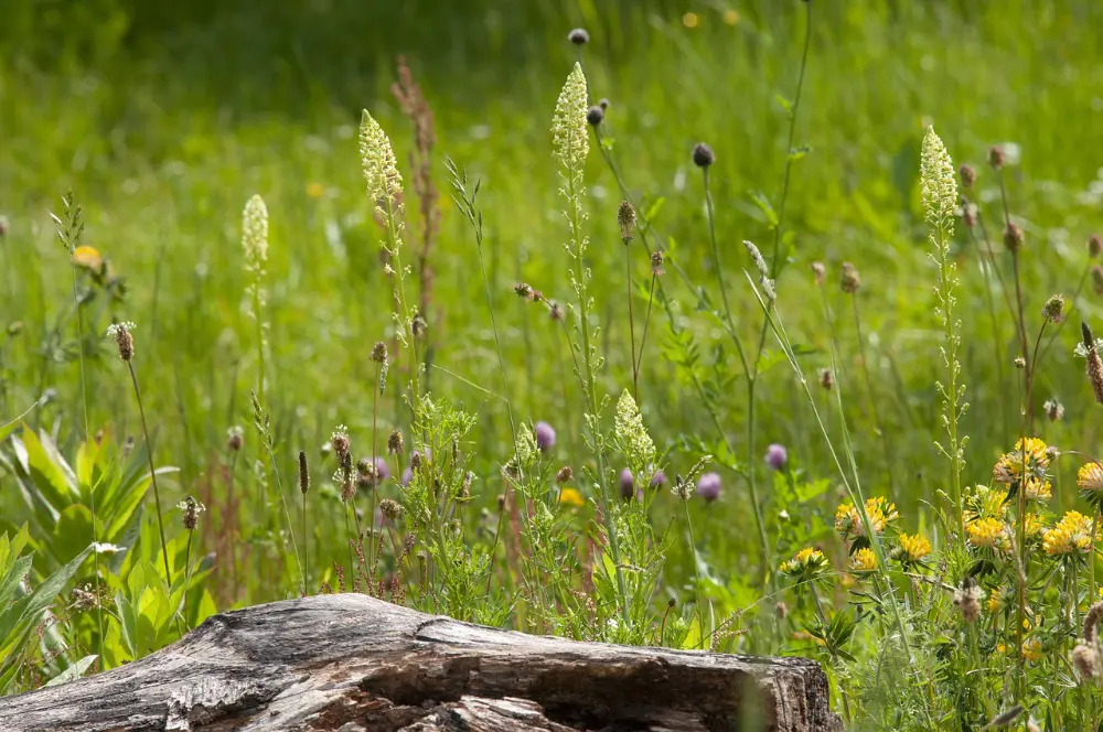 Natürlicher Garten