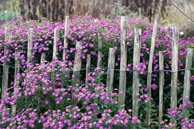 Naturgarten Zaun