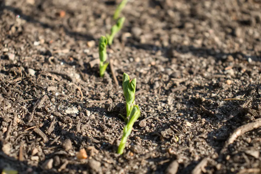 Nachhaltiger Gartenbau: Für eine grünere Zukunft