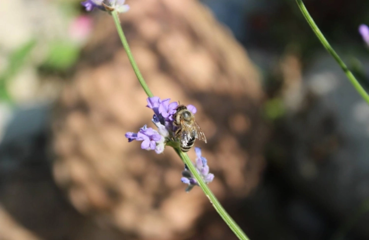 Naturgarten Biene